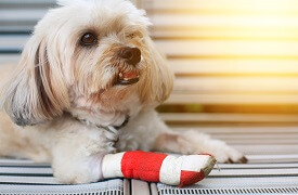 Protect your pet | Pet Insurance| An Post Insurance